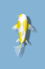 illustration of white and yellow carp koi 