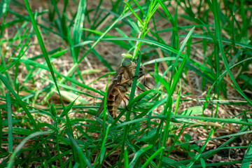 A large gadfly or horse fly sits in the green grass. close-up scene