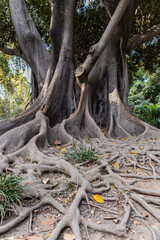 Raices de &aacute;rbol centenario