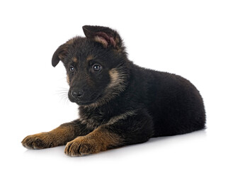 puppy german shepherd