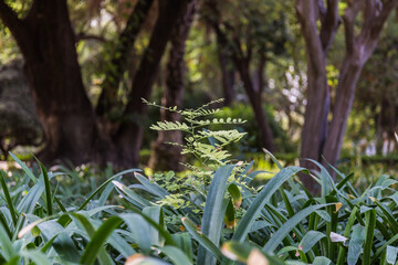 Obraz premium Parque de María Luisa, Sevilla, España