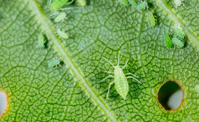Aphid close up on a green leaf. Crop harvests, insecticidal treatment. Damaged plant leaves, devouring. Copy space