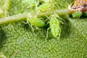 Aphid close up on a green leaf. Crop harvests, insecticidal treatment. Damaged plant leaves,...