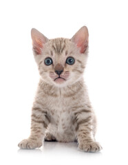 Obraz premium bengal kitten in studio