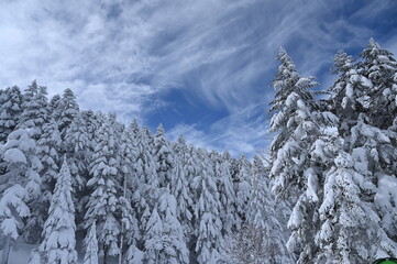 巻雲と雪の積もる針葉樹