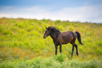 Fototapeta premium Horses gallop over mountains and hills. A herd of horses grazes in the autumn meadow. Livestock concept, with place for text.