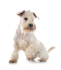 miniature schnauzer in studio