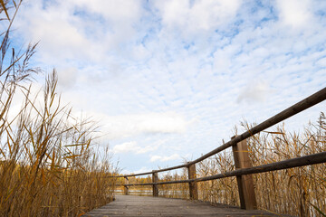 Beautiful autumn landscape view near lake and forest with wood walking trail.