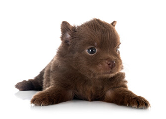 Obraz premium puppy pomeranian in studio