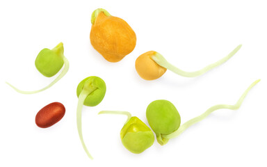 Bean sprouts isolated  on white background. Vegan, raw food diet concept. Flat lay. Top view.