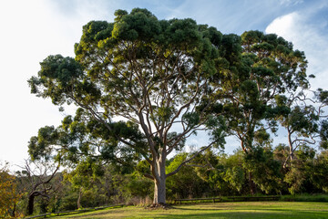 Beautiful gum tree at sunset in Australia