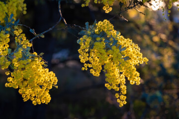 Beautiful yellow wattle tree blossom on blurred background - 481104424