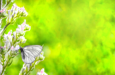 Butterfly on a flower. A flock of butterflies by the water. Colorful spring background with copy...