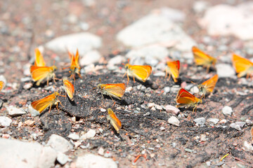 Butterfly on a flower. A flock of butterflies by the water. Colorful spring background with copy...