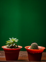 Two cacti in pot on green background, cute natural cacti isolated on green background.