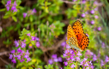 Butterfly on a flower. A flock of butterflies by the water. Colorful spring background with copy space. Spring and ecology concept.