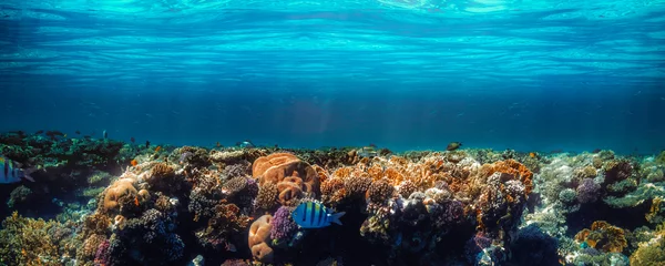 Deurstickers onderwater koraalrif aan de rode zee © vovan