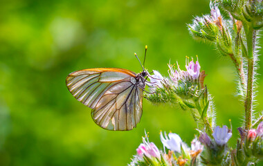 Butterfly on a flower. A flock of butterflies by the water. Colorful spring background with copy space. Spring and ecology concept.