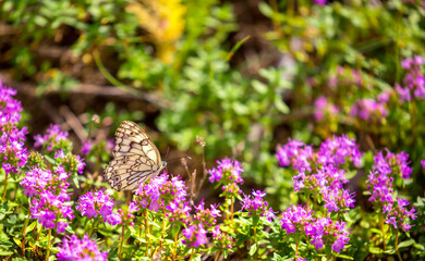Butterfly on a flower. A flock of butterflies by the water. Colorful spring background with copy space. Spring and ecology concept.
