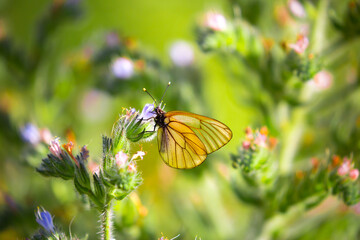 Butterfly on a flower. A flock of butterflies by the water. Colorful spring background with copy space. Spring and ecology concept.