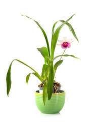 Cochleanthes in studio