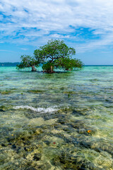 Mangrove on the sea, Lakshmanpur Beach, Neil Island, Andaman, India