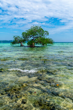 Mangrove on the sea, Lakshmanpur Beach, Neil Island, Andaman, India