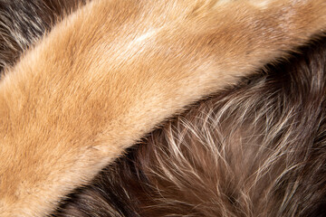 close up of a fur
