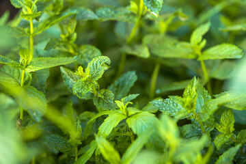 Green mint plant grow background