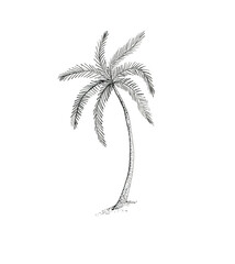 Hand painted with ink a palm tree on white background. Design element