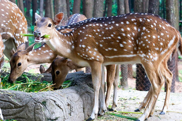 spotted deer or deer axis, deer with white spots on their bodies are eating leaves