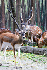 Big deer in the forest