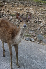 Big deer in the forest