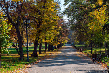 Trees with autumn leaves on an alley in a city park. The largest park Borisova gradina ( Boris&rsquo;s Garden Park ) in the central part of Sofia, Bulgaria.