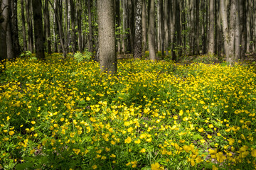 Spring forest with lots of yellow flowers in bright sunlight