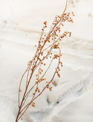 Bush of dry yellow grass on the snow on a winter day, close-up