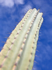 Cactus with prickly thorns as found in nature