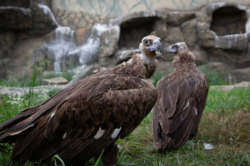 Two Griffon Vultures. Gyps fulvus. Big bird on a background of green grass. Portrait. Wildlife, Africa.
