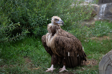 Griffon Vulture full length. Gyps fulvus. Big bird on a background of green grass. Portrait. Wildlife, Africa.