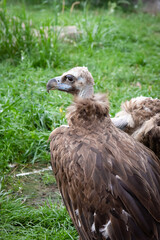 Two Griffon Vultures. Gyps fulvus. Big bird on a background of green grass. Portrait. Wildlife, Africa.