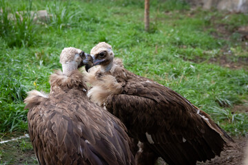 Two Griffon Vultures kiss. Gyps fulvus. Big bird on a background of green grass. Portrait. Wildlife, Africa.