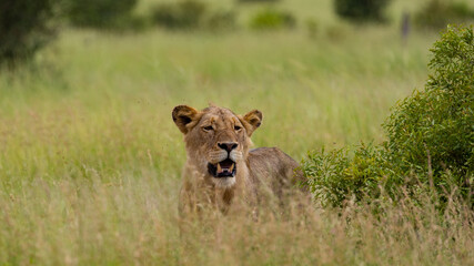 a young male lion in green grass