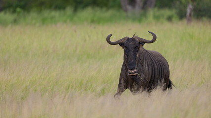 a Blue wildebeest bull in the wild