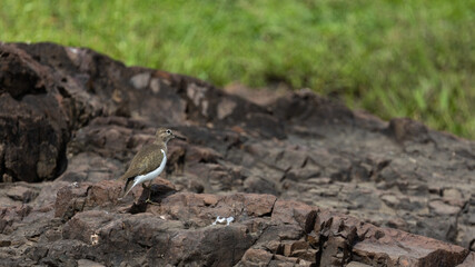 common sandpiper on the rocks
