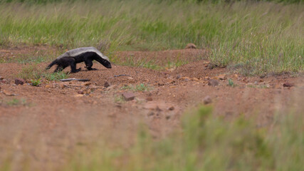 Honeybadger on the move