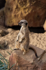A meerkat sits on a rock. Against the background of a stone wall and a green plant next to the stone. Looks askance, suspects.