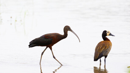 Glossy ibis and white face whistling duck