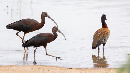 Glossy ibis and white face whistling duck