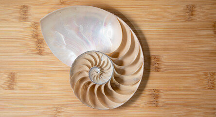 nautilus shell on wood background