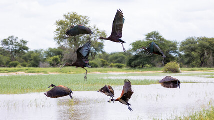 Glossy Ibis and white face whistling ducks in flight